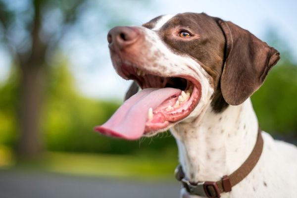 7 Signs of Dehydration in Pets And How to Help