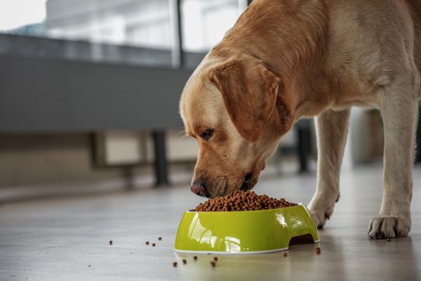 Pet Nutrition: Addressing Nutrient Deficiencies in Commercial Pet Food