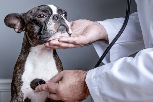 The Heart of Pet Wellness: Cardiovascular Health & Hydration