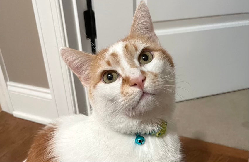 Pet of the Month Contest