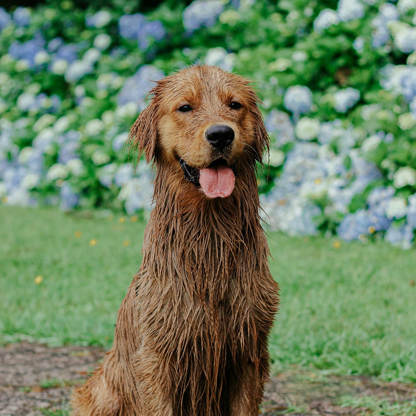 Pet Contest