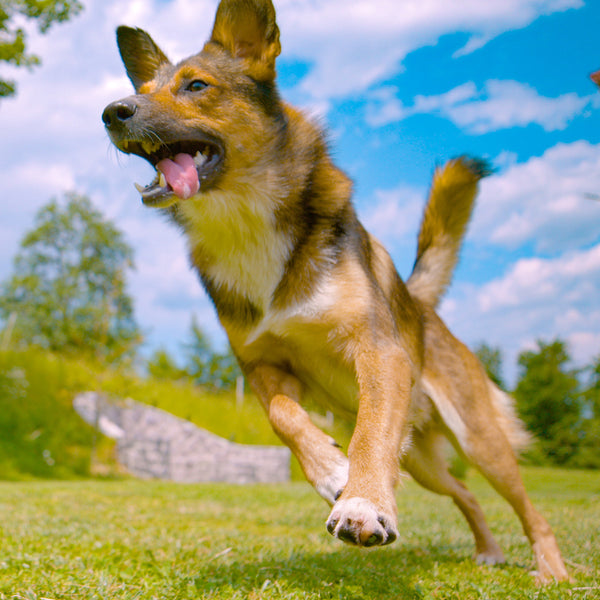 Senior dog resting, showing signs of joint discomfort