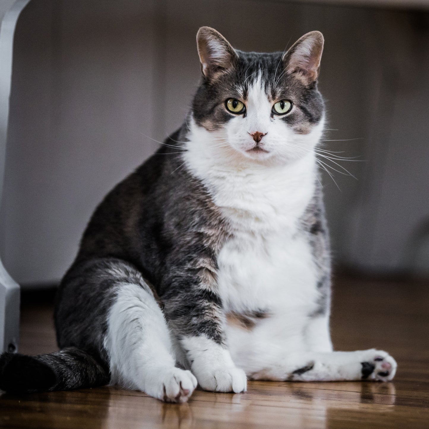 Obesity Affecting Heart Health