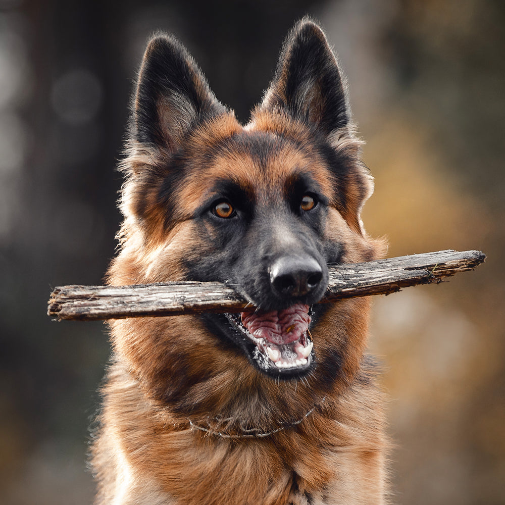 Active dog running outdoors supported by daily magnesium for healthy muscle function