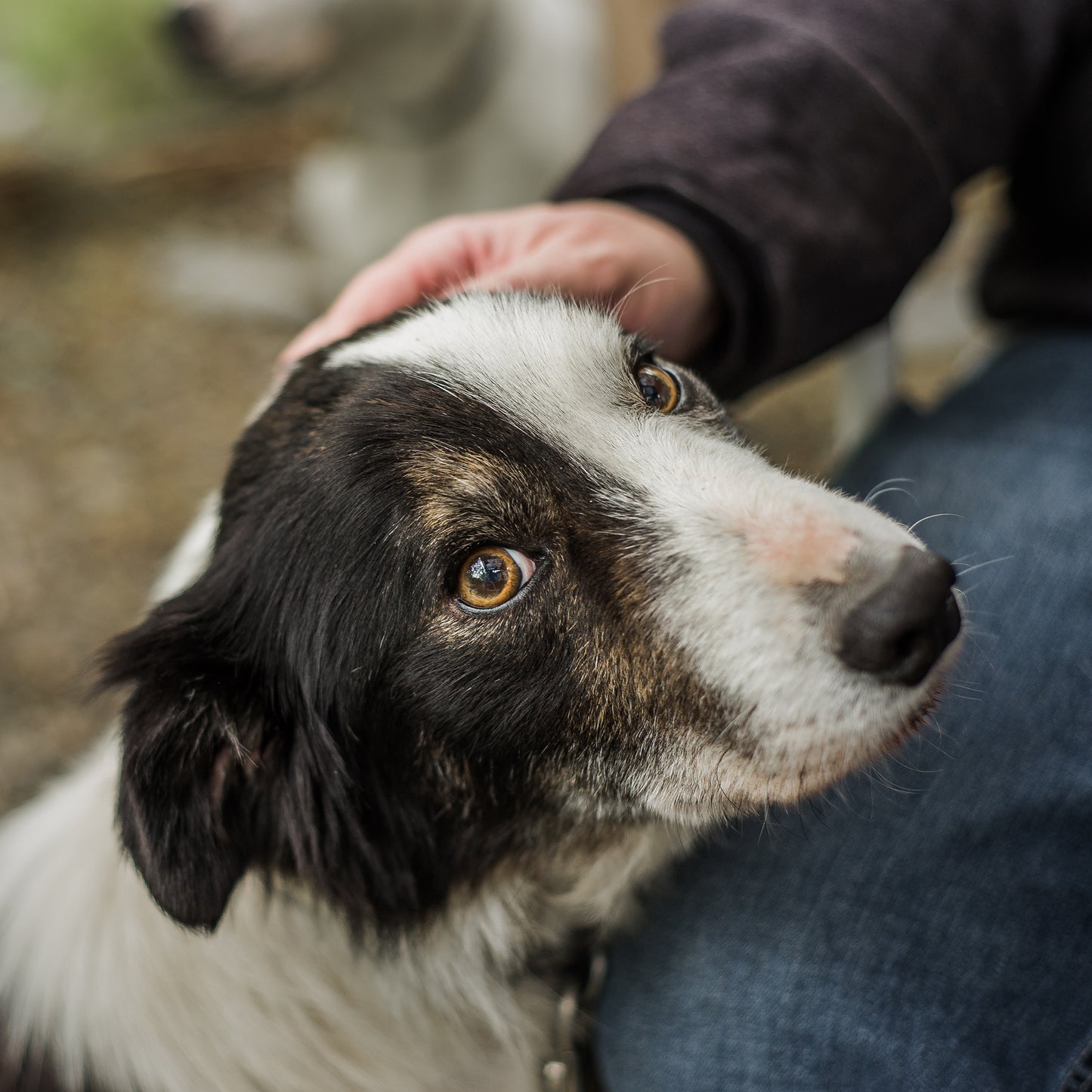 Poor Circulation in Senior Pets