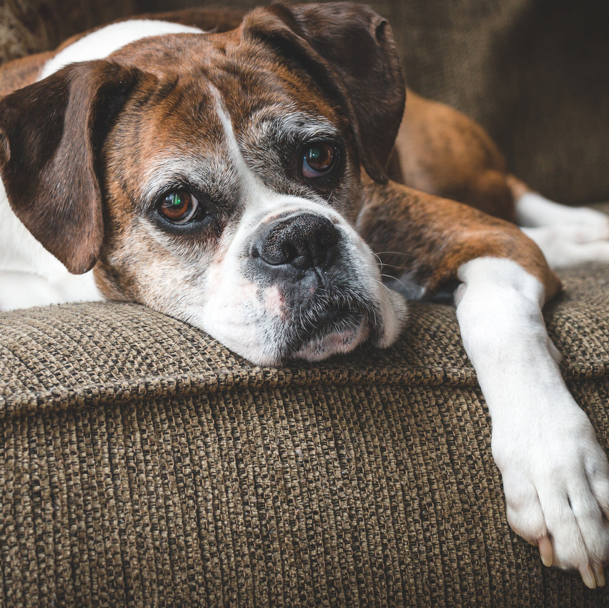 Weak Pets Innate Immune Function – PicoPets