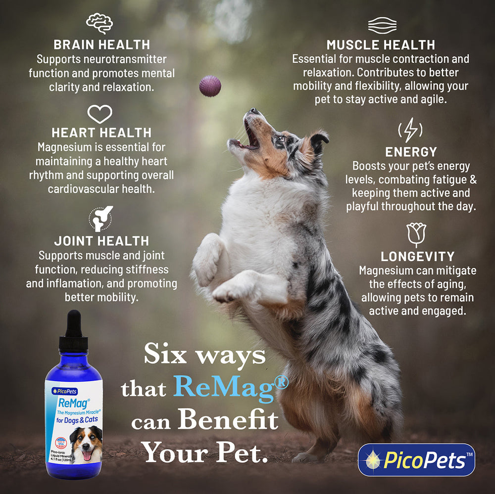Six ways ReMag magnesium supplement benefits dogs and cats