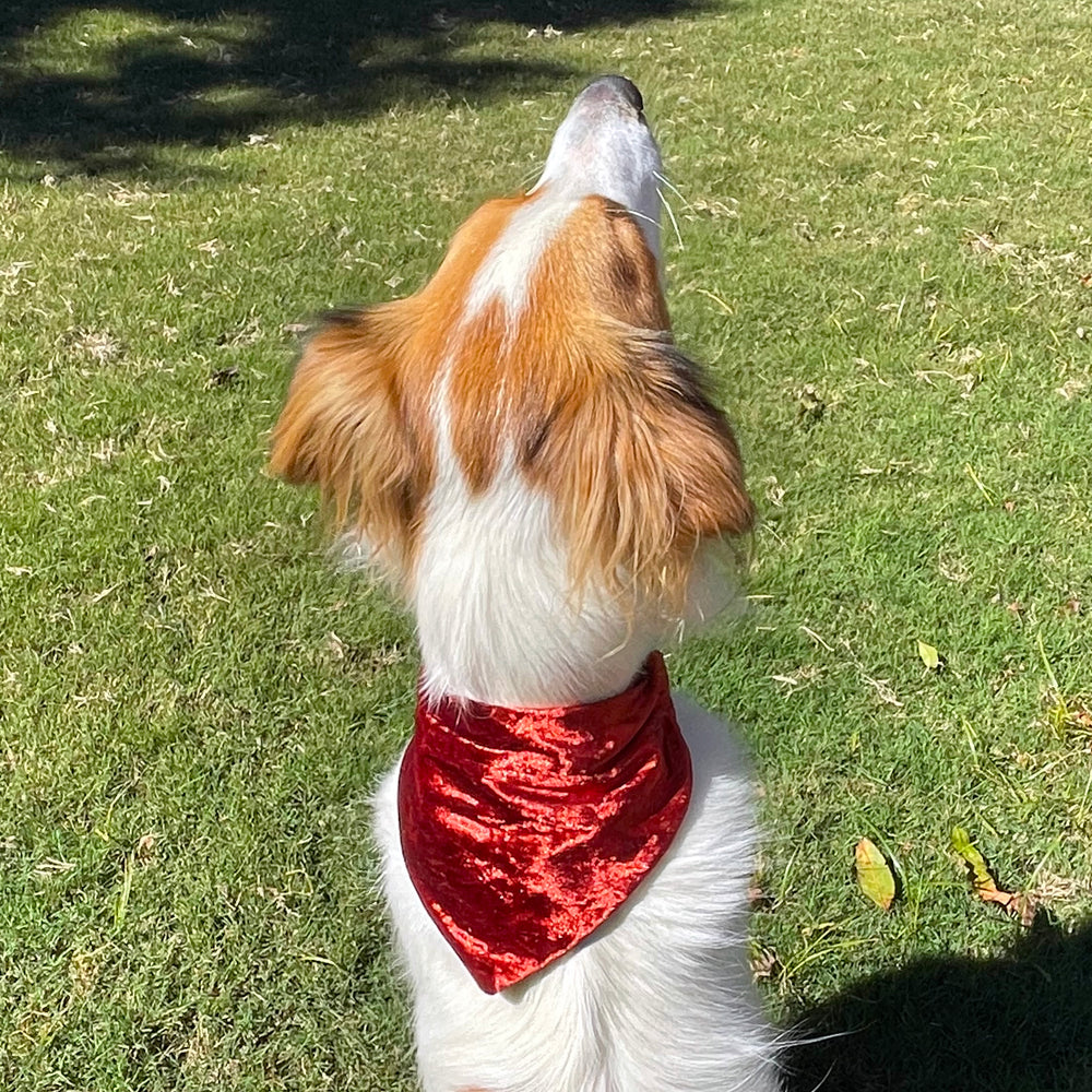 
                      
                        Double-Sided Dog + Cat Bandana (Autumn + Christmas)
                      
                    