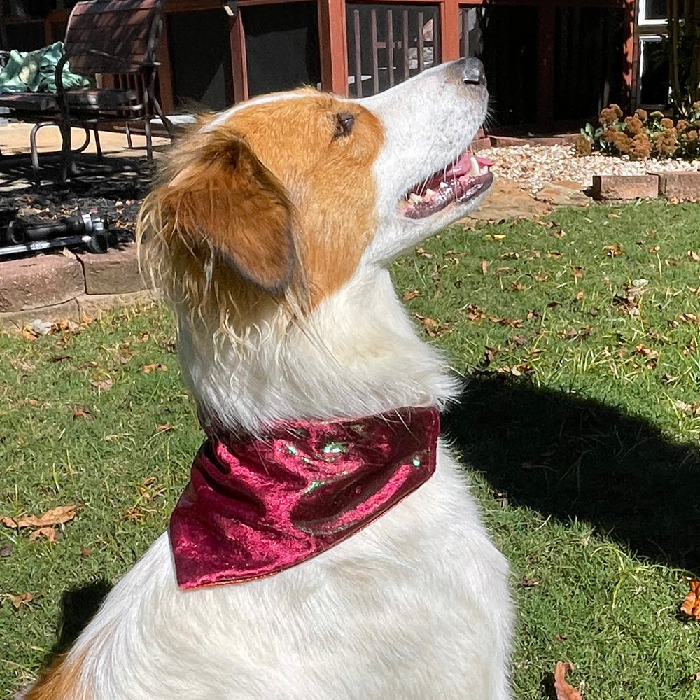 
                      
                        Double-Sided Dog + Cat Bandana (Autumn + Christmas)
                      
                    